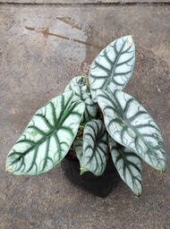 Alocasia Dragon Silver