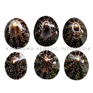 DARK SOUTHERN LIMPET SHELL LIMPET SHELL SOUTHERN LIMPET SHELL SEA SHELL SHELL SHELL