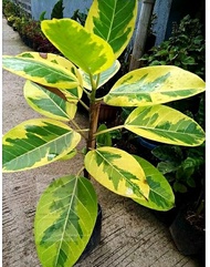 Ficus Altissima Lemon Lime Rubber tree Seedlings Garden Landscape Decor outdoor indoor