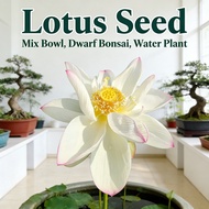 Bonsai Pot Dwarf Garden Plant Seed Mix Flower Lotus Water Lily Seed Bowl