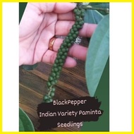 ◱ ∽ ∜ Paminta Indian Variety Black pepper seedlings fully rooted trailing