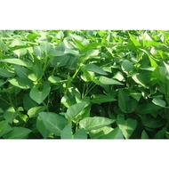 116.Kang Kong Big Leaf/Water Spinach Seeds 100pcs Free Normal Mail in SG