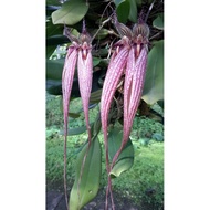 Orchid Bulbophyllum Fascination