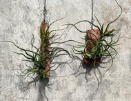 懸掛植物--空氣鳳梨小章魚文心蘭   植物 盆栽