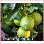 ✎ ❃ Biasong lemon/Suha 1kilo ( Buy 4kilo  free 1kilo)