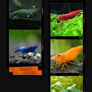 udang hias 50 ekor blue diamond,bloody Merry,orange,blue pear,cherry