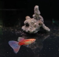 【Sus Aquatic】PINK GRASS GUPPY - 粉草孔雀鱼【PAIR】