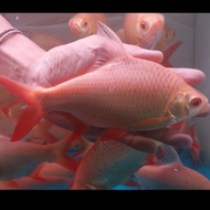 ((premium)) ikan kaviat albino jumbo 17-18cm tankmate arwana