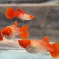 Red Head Koi Albino Guppy