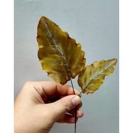 Autumn leaves (isi 2) / edible/ gumpaste/ flower cake decoration edible flower