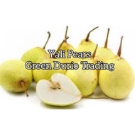 ANAK POKOK PEAR - YALI, YOKOHAMA, TOTTORI, COMICE, D'ANJOU, KIKUSUI ASIAN & BABY PEARS