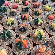 30 เมล็ด ยิมโนด่าง Gymnocalycium mihanovichii variegata เมล็ดกระบองเพชร แคคตัส Cactus