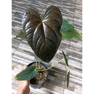 Sindo - Anthurium Modeanum Live Plant QZ1LG5RH6Z