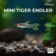IKAN HIAS AIR TAWAR GUPPY MINI TIGER ENDLERR (PAIR)
