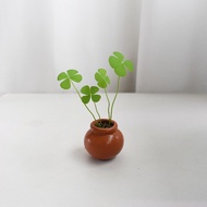 4-leaf water clover (Delivered upright by car)