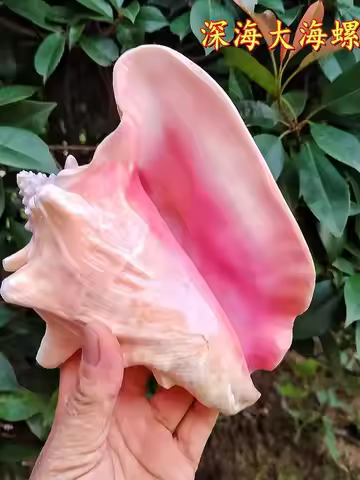 Natural Conch Shell Pink Conch Queen Conch Creative Display Specimen Collectible Decor