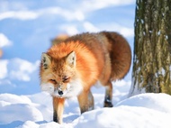 Miyagi Zao Fox Village, Tsurigane-an, & Ginzan Onsen One day Tour