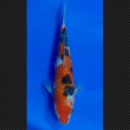 Ikan Koi Sanke Import Jepang Sertifikat Sakai Fish Farm Code 49