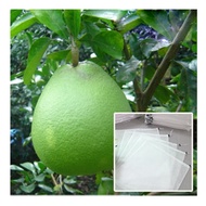 Set of 100 grapefruit bags 30x30cm for grapefruit, orange, mango, custard apple, fruit bags