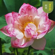 5PCS Biji Benih Bunga Teratai  SIAP POTONG/OPENED SIDE   Lotus Seeds Water Lily  睡莲种子碗莲种子莲花种子芙蓉种子