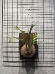 P.willinckii cv. Silvery dwarf  侏儒銀爪哇鹿角蕨