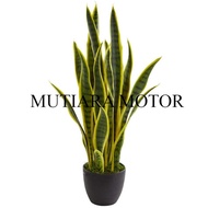 Tanaman hias lidah mertua - sansiviera lidah mertua golden - Tanaman Hidup