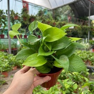 [Paling Horticulture Sdn Bhd] Money Plant/Njoy/Golden Pothos/Marble Queen 绿箩 | Epipremnum Aureum | I