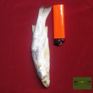 Ikan belanak masin ikan kering