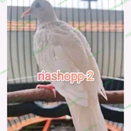 Burung Tekukur Dekuku Putih Alam Kuk 3 Limited Edition Mewah