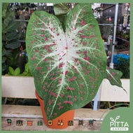 Caladium Red Plant Leafy Indoor Outdoor Plant |LIVE PLANT (PTP0343)