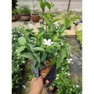 pokok bunga jasmine thailand