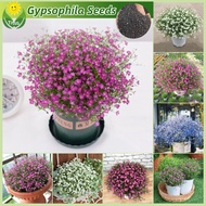 เม็ดพันธุ์ ยิปโซฟิล่า บรรจุ 50เมล็ด สีผสม Gypsophila Plant Seed Flower Seeds for Planting บอนสี เมล็ดดอกไม้ บอนไซ ไม้ประดับ ต้นไม้มงคล ต้นไม้ฟอกอากาศ เมล็ดบอนสี บอนสีพันหายาก พันธุ์ดอกไม้ ดอกไม้ปลูกสวยๆ แต่งบ้านและสวน ปลูกง่าย คุณภาพดี ราคาถูก ของแท้ 100%