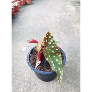 Pokok Begonia Maculata / Begonia Polka dots
