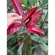 1kg Bright Red Single Leaves (Liu Ly) I'm in the North Sent to the South with Broken Leaves