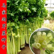 Majiagou Hollow Celery Seeds Seeds Celery Seeds Vegetable Seeds Vegetable Seeds Celery Seeds Farm Ve