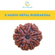 100% Original / Genuine Nepal 8 Mukhi ( 8 Faces/ 8 Mugam) Rudraksha Bead With Lab Certificate | The 