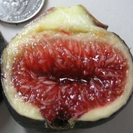Figs ต้นมะเดื่อฝรั่ง พันธุ์ Black Maderia (BM) อร่อย หวาน หอมมากๆ ต้นสมบูรณ์มาก รากแน่นๆ จัดส่งเป็นต้นไม่ใช่กิ่งชำ จัดส่งพร้อมกระถาง 6 นิ้ว
