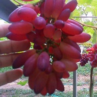 bibit tanaman buah anggur import Jupiter gratis cutting grafting 1btg