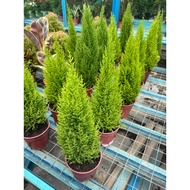 Pokok Lemon Cypress(Goldcrest Cypress or Lemon Pine Tree)