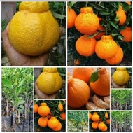 bibit tanaman jeruk dekopon unggul hasil okulasi cpt berubah