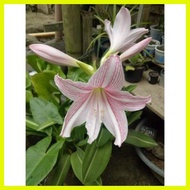 ◿ ▥ ℗ Amaryllis Bulb Lerio Flower