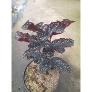 Sindo - Begonia Crakclin Rosie Live Plant OVSUFM8I5C