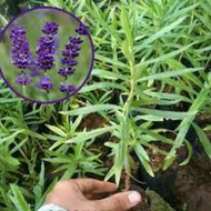 Tanaman Hias Lavender Bunga Ungu - Tanaman Anti Nyamuk Lavender Hidup bibit lavender bunga lavender