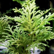 【LIVE】Staghorn Clubmoss 垂穗石松 Palhinhaea Cernua Paludarium Aquascape Plant
