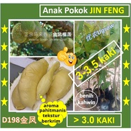 Anak Pokok Durian JIN FENG  Pokok Kimhong 金凤 榴莲苗 D198 Sapling Durian Golden Phoenix