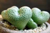 10 เมล็ด (Conophytum) โคโนไฟตัม กระบองเพชร ไม้อวบน้ำ กุหลาบหิน แคคตัส สายพันธุ์ taylorianum ssp ernianum