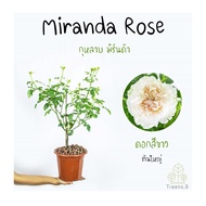 Treeno.9 T350 Miranda Rose (กุหลาบ มิรันด้า)​ ดอกสีขาว ต้นใหญ่ ถุง  8 นิ้ว สูง 60-70 ซม. ไม้ดอกประดั