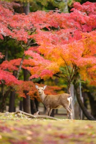 [Kyoto & Nara & Uji Day Trip] Nara Park's Adorable Deer & Fushimi Inari Shrine's Thousand Torii Gate