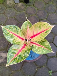 Tanaman Hias Aglonema Aglaonema Jameela Jackpot