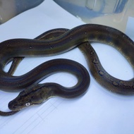 retic golden child posible het albino